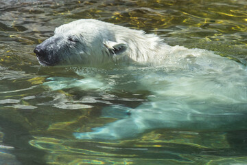 Polar bear in water