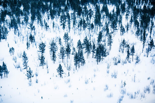 Aerial view of pine forest in snow - Powered by Adobe
