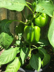 paprika im eigenen garten gewächshaus tomaten grün