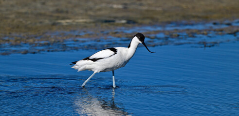 Säbelschnäbler // Pied avocet (Recurvirostra avosetta)