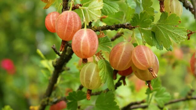 Ripe gooseberries on a branch in the garden sway in the wind. Harvesting vitamin berries in summer