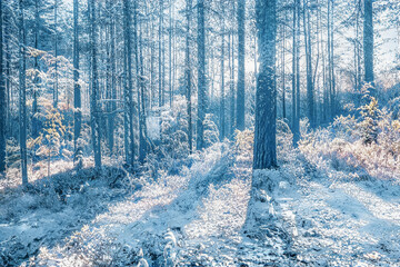 Fototapety na wymiar - Fototapeta24.pl