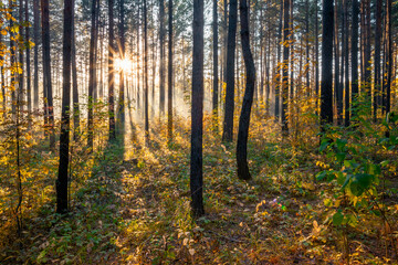 sunset in the woods