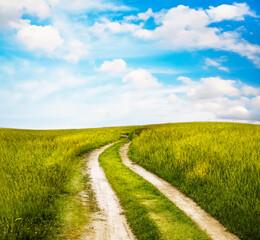 beautiful summer fields