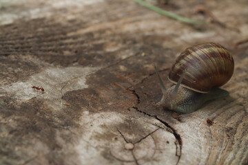 snail on a board, a slug is crawling on a wooden floor and there is an ant near it