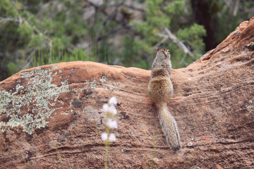 The noble and fuzzy otospermophilus variegatus rock squirrel flaunts its bushy tail while waiting...