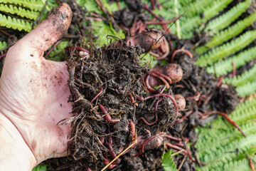 Breeding red worms Dendrobena. Fertile soil. Natural soil improvement. Fishing worms.