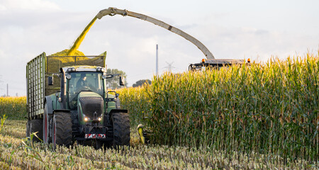 Traktor und Maishäcksler während der Maisernte  - 516901504