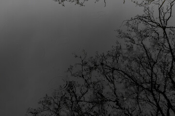 Lake with reflection of branches
