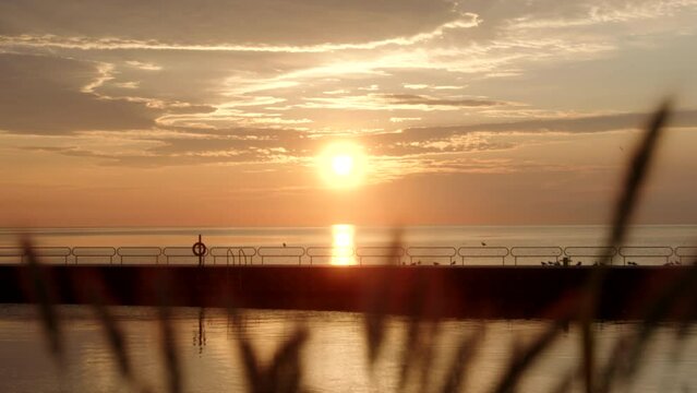 A peak through bushes at a beautiful sunrise by the water.