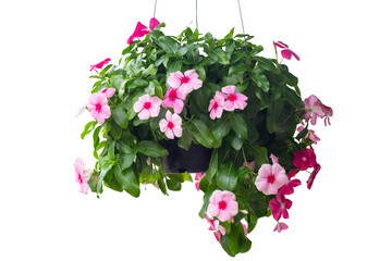 Fresh catharanthus roseus or Madagascar periwinkle flower bloom and hanging in back plastic pot in the garden isolated on white background included clipping path.