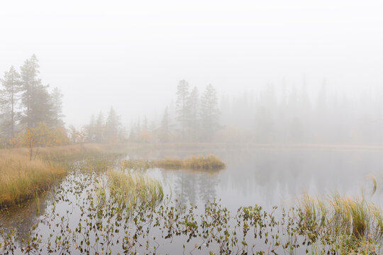 Pond and trees under fog