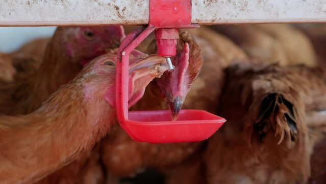 close up Free range backyard Chickens hens drinking water by nipple drinker