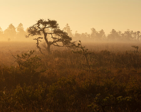 Trees in foggy marsh at sunset in Store Mosse National Park Sweden