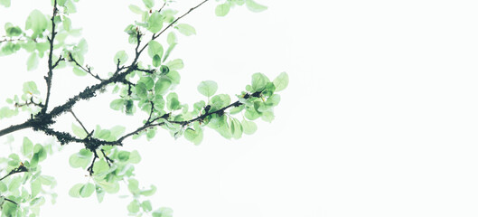 Lush green leaf, purity nature background. Green leaves on elm tree. Nature spring and summer banner. Plants against the blue sky concept. Trees branch isolated on white background.