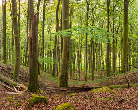 Forest in Osbecks Bokskogar in Sweden