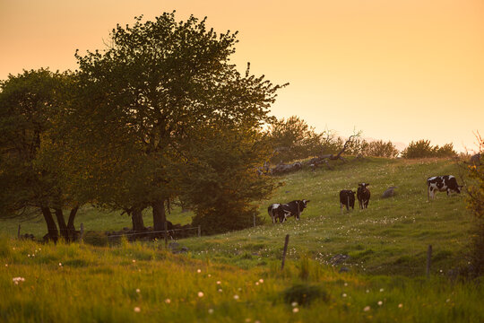 Cows grazing on hill at sunset
