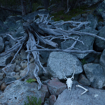 Deer skull on rocks by tree stump