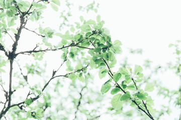 Lush green leaf, purity nature background. Green leaves on elm tree. Nature spring and summer banner. Plants against the blue sky concept. Trees branch isolated on white background.