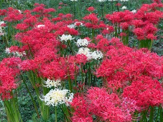 白と赤の彼岸花