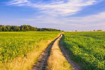 Field road in a green soybean field