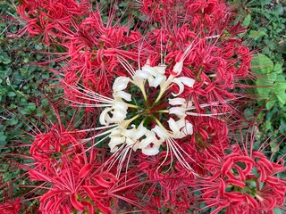 白と赤の彼岸花