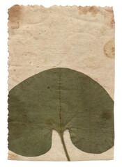 Old paper texture with green dry plant leaves isolated