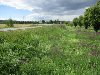Obraz premium Blühender artenreicher Straßenrand 