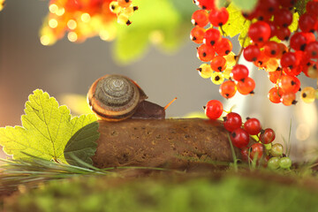 the snail sitting on the stone reaches for the berries of red currants