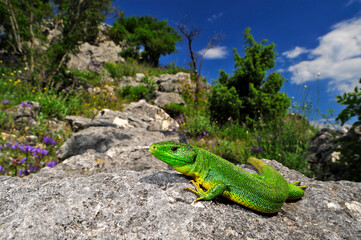 Balkan Green Lizard // Westliche Riesensmaragdeidechse (Lacerta trilineata, Lacerta trilineata major) - Montenegro