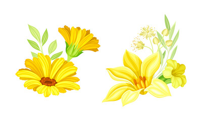 Set of blooming delicate yellow wildflowers vector illustration
