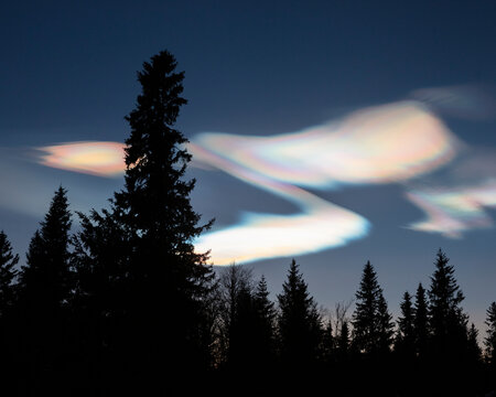 Silhouette of forest under pearl clouds at night