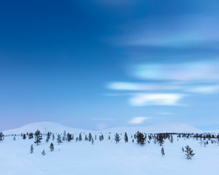 Forest in snow under pearl clouds at sunset