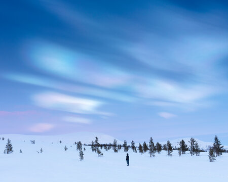 Forest in snow under pearl clouds at sunset