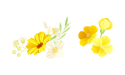 Set of delicate blooming yellow and white spring and summer flowers vector illustration