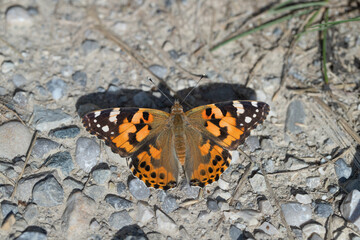 Painted lady butterfrly (Vanessa cardui).