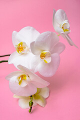 A branch of white orchids lies on a pink background

