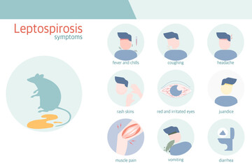 infographic of leptospirosis symptoms , silhouette character style , health concept.flat design.vector illustration.