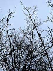 tree branches against blue sky