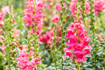 Pink Snapdragon flowers.