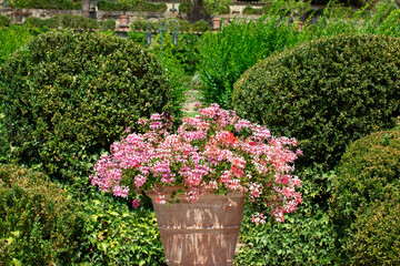 Pelargonium in the garden, alley, path, lane, arrangement, walk in the park, clean, well-kept garden, cobblestones,