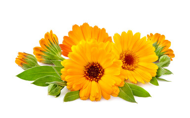 Calendula. Flowers  isolated on white background.