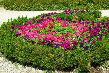 Obraz premium Petunias, Surfinia, chamomile, Alley, path, lane, arrangement, walk in the park, clean, well-kept garden, cobblestones,