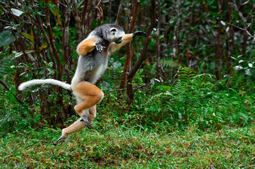 Diademed sifaka lemur (Propithecus diadema) – jumps, Madagascar nature © mirecca