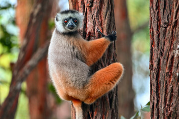 Diademed sifaka lemur (Propithecus diadema) – portrait, Madagascar nature © mirecca