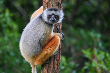 Diademed sifaka lemur (Propithecus diadema) – portrait, Madagascar nature