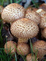 Pholiota squarrosa, the Shaggy Scalycap fungus. 