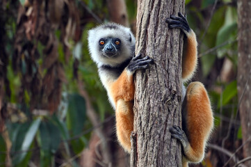 Diademed sifaka lemur (Propithecus diadema) – portrait, Madagascar nature - obrazy, fototapety, plakaty