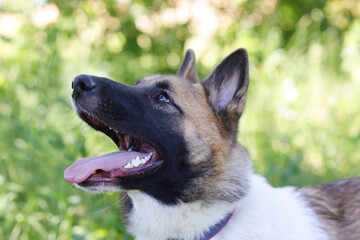 laika dog closeup photo on green grass background