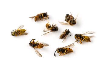 Group of dead wasps after using  insecticides